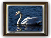 Mute Swan*