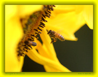 Honeybee at Sunflower