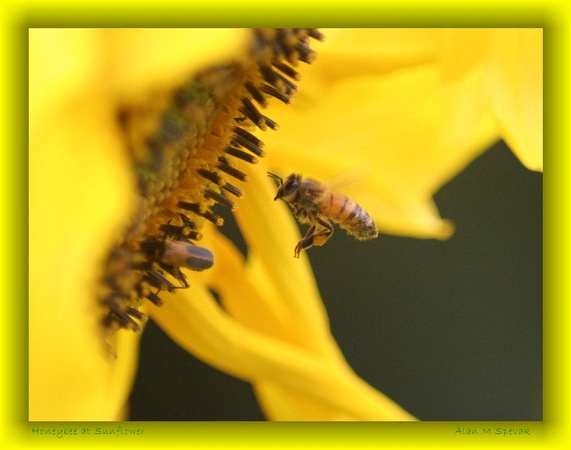 Honeybee at Sunflower