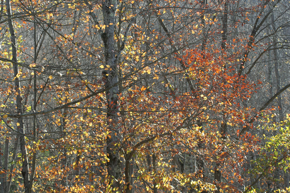 Late Fall Forest II