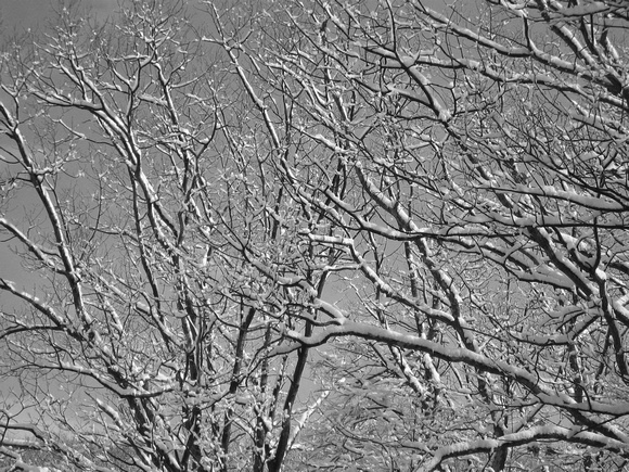 Winter Trees b&w