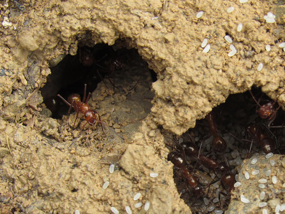 Ant at Nest