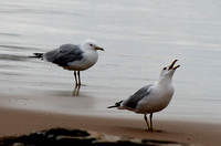 Two Gulls on Shore