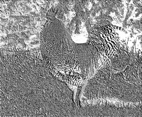 Rooster in B&W