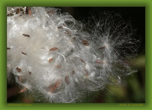 Milkweed Seeds
