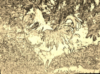 Sepia Rooster