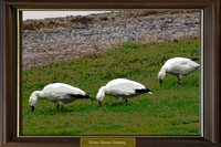 Snow Geese Grazing - faux framed*