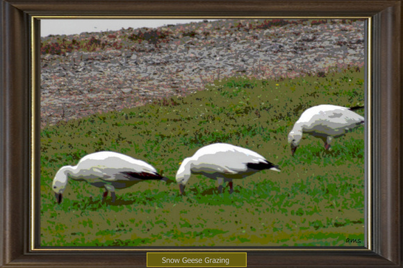 Snow Geese Grazing - faux framed*