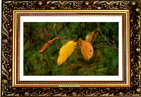 Four Fall Leaves