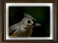 Tufted Titmouse with Sunflower Seed