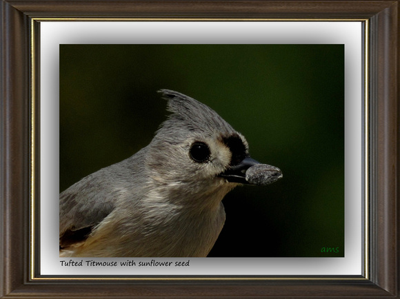 Tufted Titmouse with Sunflower Seed