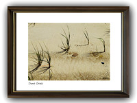 Dune Grass*