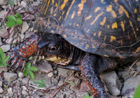 Eastern Box Turtle,female