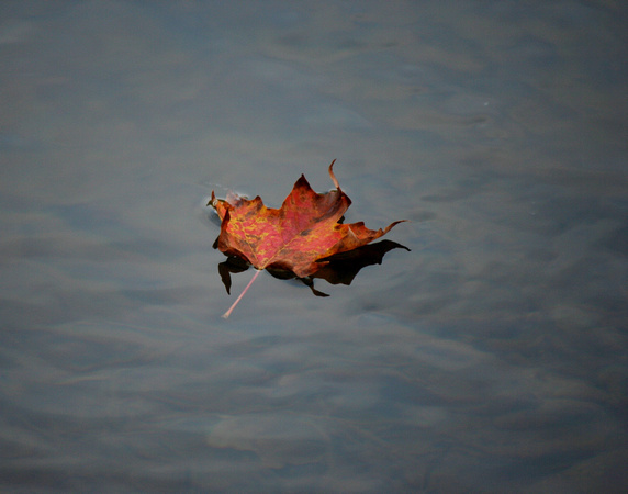 Leaf on Creek