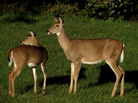Whitetail  Doe and Fawn