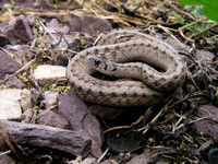 Dekay's Snake