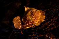 Leaves in Stream
