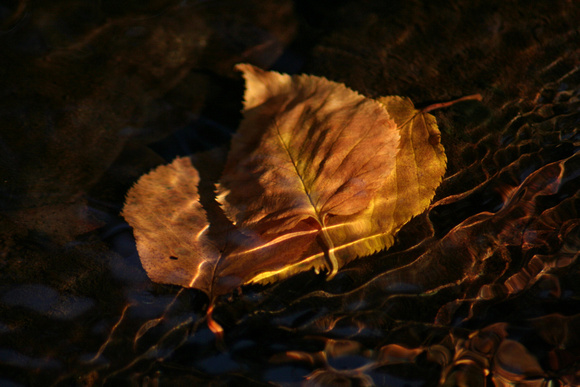 Leaves in Stream