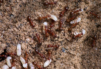 Ants with Larvae