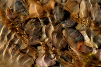 Pebbles in a Creek