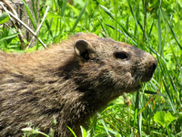 Groundhog Profile