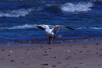 Gull Landing