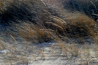 Dune Grass in Wind