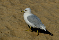 Gulls and Shorebirds-PRINTS to 16x20