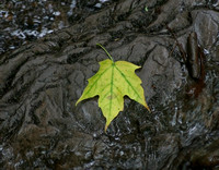 Leaf on Rock