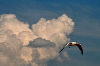 Gull from Clouds