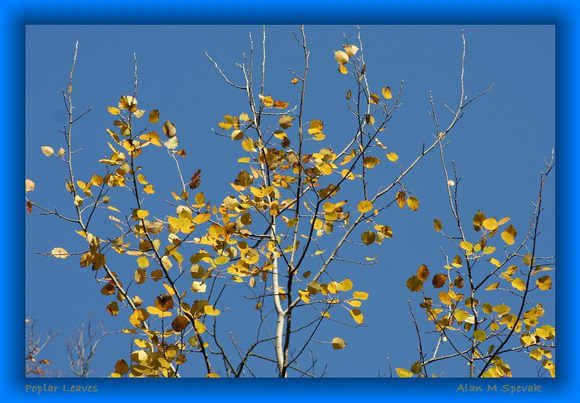 Poplar Leaves